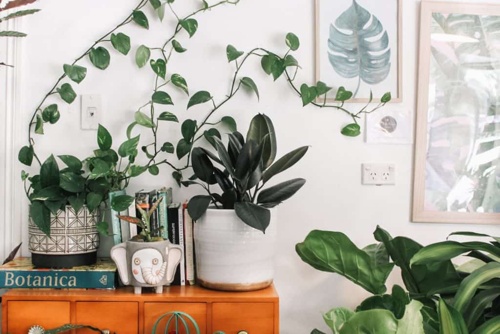 Hvordan velge riktig planter for ditt hjem