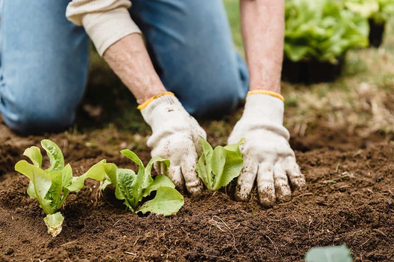 Så enkelt kan du dyrke dine egne grønnsaker i hagen