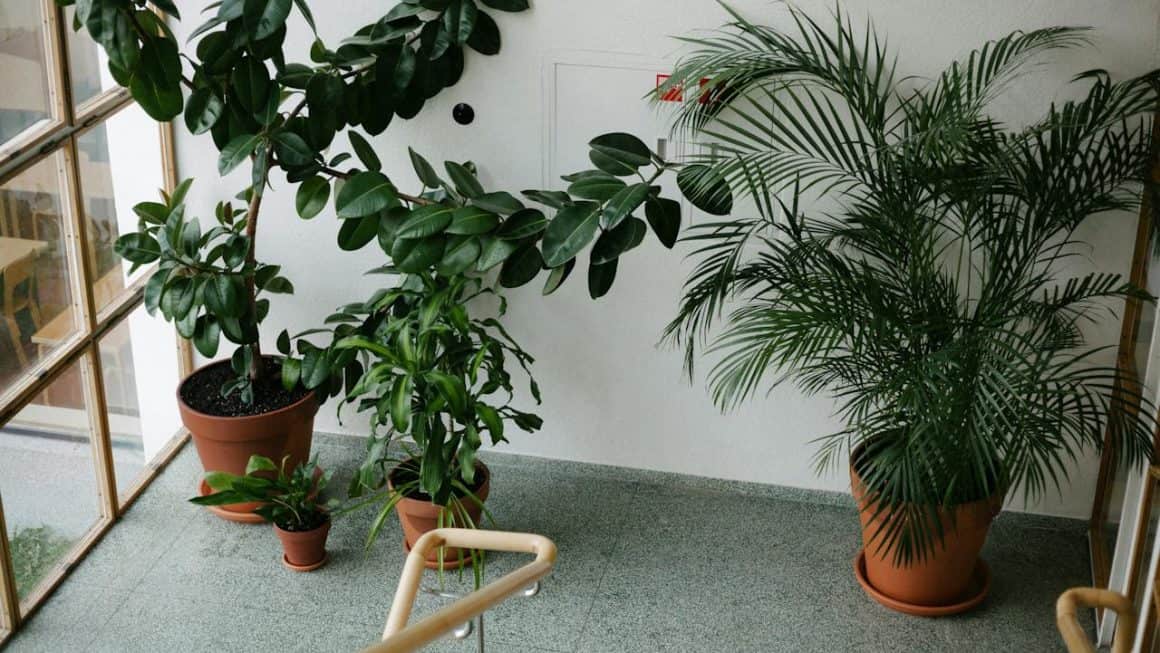 De beste plantene for innendørs luftrensing