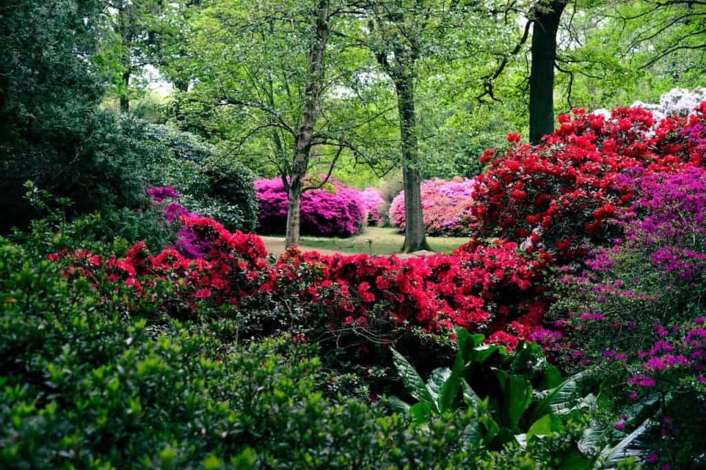 Fargerike blomster til hageglede